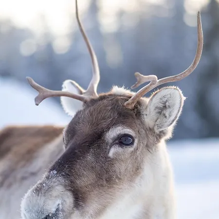 North Amber By In Lapland بيت للعطل ليفي